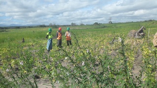 Foto de Júlio Paulino