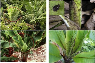Foto do Ministério da Agricultura e Segurança Alimentar