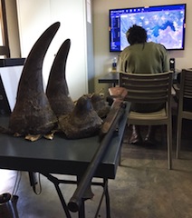 Foto da Peace Parks Foundation