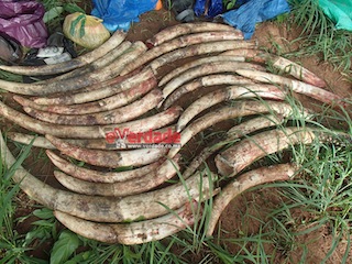 Foto cedida pela ANAC