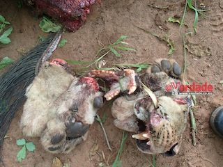 Foto cedida pela ANAC