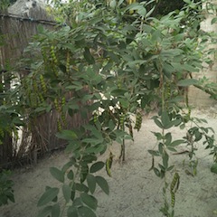 Foto de Adérito Caldeira