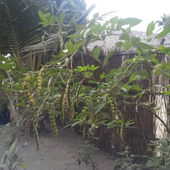 Foto de Adérito Caldeira