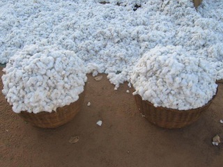 Foto do Instituto do Algodão de Moçambique