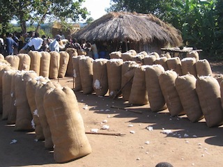 Foto do Instituto do Algodão de Moçambique