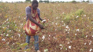 Foto do Instituto do Algodão de Moçambique