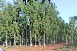 Foto de Júlio Paulino