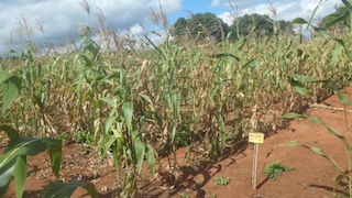 Foto de Júlio Paulino