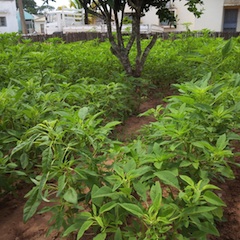 Foto de Adérito Caldeira